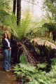 Mckenzie Rainforest