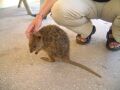 Quokkas on Rottnest