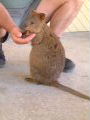 Quokkas on Rottnest
