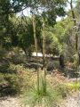 Kings Park, Black Boy