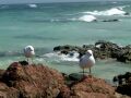 Sea Gulls