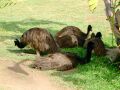 Emu