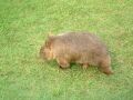 Wombat