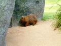 Wombat
