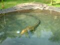 Crocodile