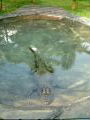 Crocodile