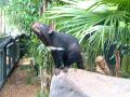 Tasmanian Devil