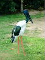 Black-necked Stork