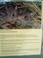 Rufous Bettong