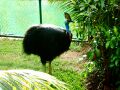 Cassowary
