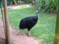 Cassowary