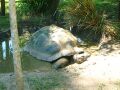 Giant Tortoise