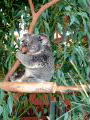 Koalas