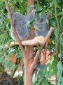 Koalas