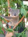 Baby Koala Gnome