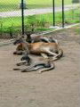 Kangaroo