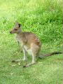Kangaroo
