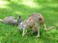 Kangaroo