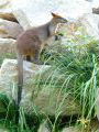 Rock Wallaby