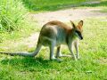 Rock Wallaby