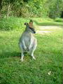 Rock Wallaby