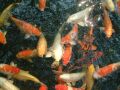 Koi-carp