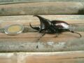 Giant Bettle