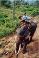 Elephant Ride