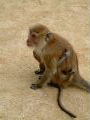 Monkey+baby