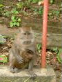 Monkey+baby
